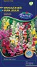 OROSZLÁNSZÁJ SZÍNKEVERÉK (ANTIRRHINUM) 0,25g